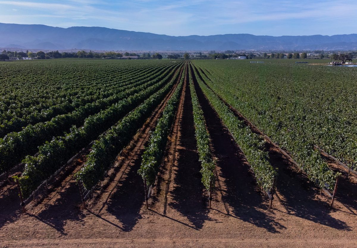 Vineyard rows with steel end posts